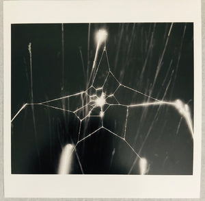 Trent Parke | Spider Web | Signed | Limited Edition